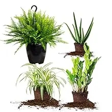 Perfect Plants Nursery liquid indoor house plant food fertilizer fast growing office plant