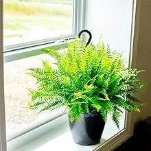 how to mix apply liquid indoor house plant food fertilizer perfect plants nursery hanging fern food