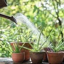 watering house plants with perfect plants liquid indoor house plant fertilizer office plant food